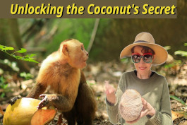 monkey and woman holding coconut in their hands